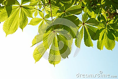 Green chestnut leaves Stock Photo