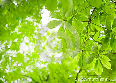 Green Chestnut Leaves Stock Photo