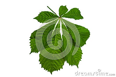 Green chestnut leaves on a white background Stock Photo