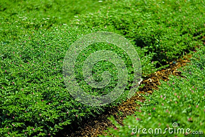 Green Chickpea field Stock Photo