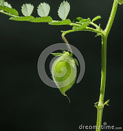 Green Chickpea pod Stock Photo