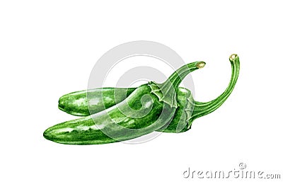 Green chili jalapeno peppers watercolor illustration. Hot spicy vegetable capsicum annuum. Fresh whole chili pepper ingredient. Cartoon Illustration