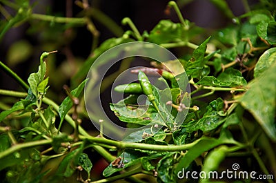 Green chilli padi in the garden Stock Photo