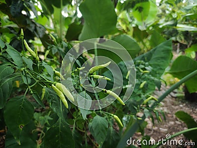 green chilli on a tree, green chilis grows in the garden Stock Photo