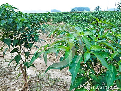 Green chilli tree Stock Photo