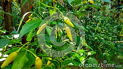 Green chillies Stock Photo