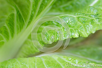 Green chinese cabage on natural green background Stock Photo