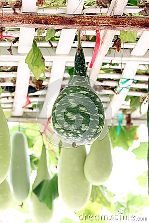 Green Chinese winter melon. Stock Photo