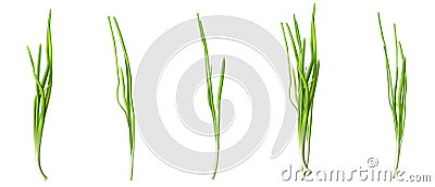 Green chive or onion leaves, fresh verdure Vector Illustration