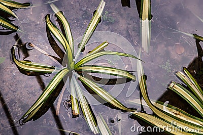 Green chlorophytum comosum aka spider plant are flooded after heavy rains and their reflections can be seen in the water Stock Photo