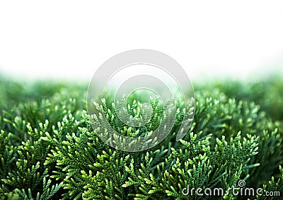 Green Christmas leaves of Thuja on white background Stock Photo