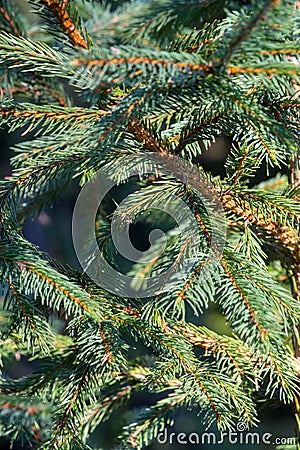 Green Christmas tree closeup. Coniferous forest background. Spruce needles close up. Fresh young plant. Evergreen trees background Stock Photo