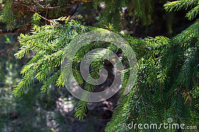 Green Christmas tree in sunlight closeup. Coniferous forest background. Spruce needles close up. Evergreen trees backgroun Stock Photo