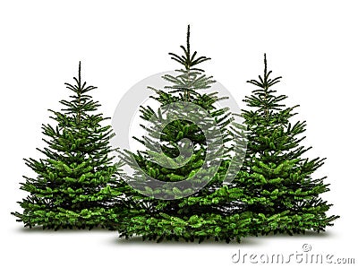 Christmas trees isolated on white background Stock Photo