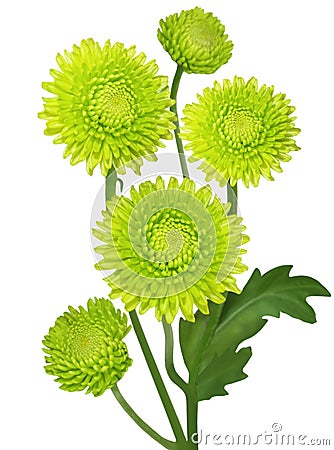 Green Chrysanthemum Stock Photo