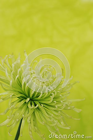 Green chrysanthemum flower Stock Photo