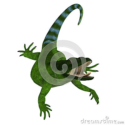 Green Chuckwalla cold blooded predatory lizard Stock Photo