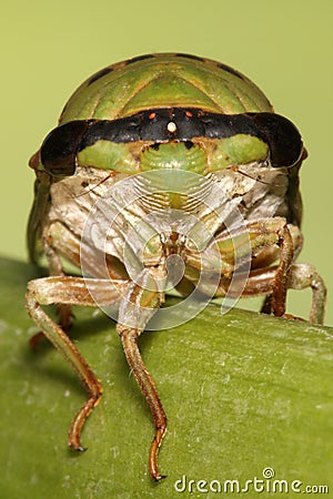 Green cicada Stock Photo