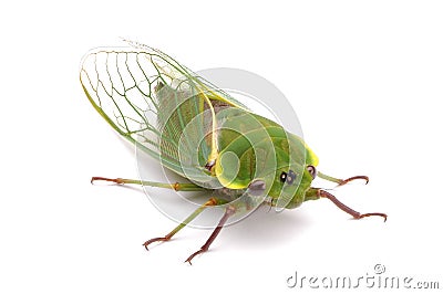 Green Cicada Stock Photo