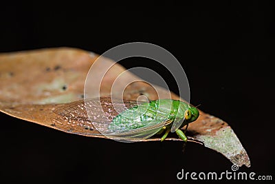 Green cicada on dried leaf Stock Photo