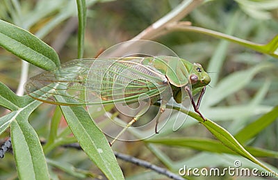 Green cicada Stock Photo