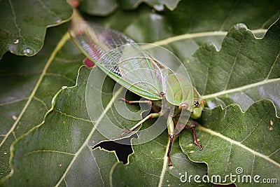 Green Cicada on leaf Stock Photo