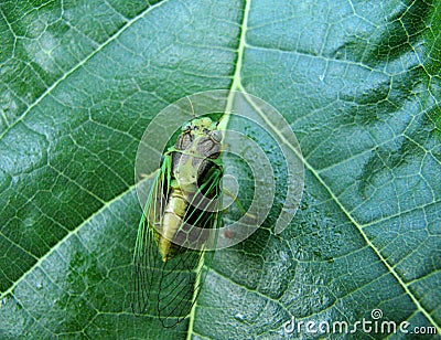 Green cicada Stock Photo