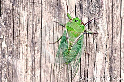 Green Cicada on Wooden Background Stock Photo