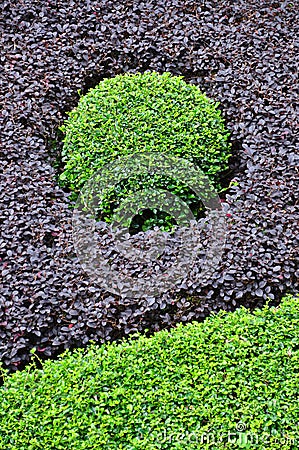 Green Circle formed by Bushes of Purple and Green Stock Photo