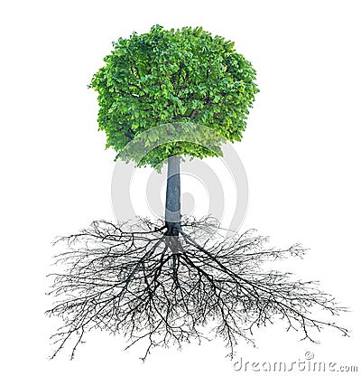 Green circle linden tree with root Stock Photo