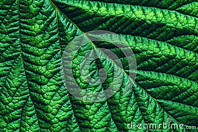 Green detailed leaf macro photo, abstract botanical textured background Stock Photo