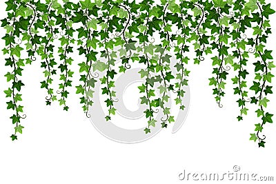 Green climbing hanging ivy creeper plant isolated on white background. Hedera vine botanical design element. Vector Vector Illustration