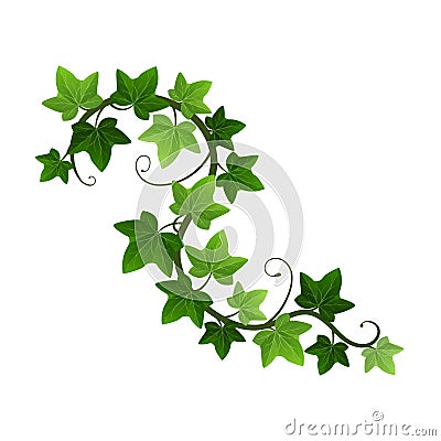 Green climbing ivy creeper branch isolated on white background. Hedera vine botanical design element. Vector Vector Illustration