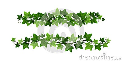 Green climbing ivy creeper branches isolated on white background. Hedera vine botanical border or frame design element Vector Illustration