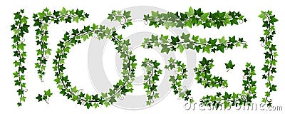 Green climbing ivy creeper branches isolated on white background. Hedera vine frames and borders, botanical design Vector Illustration