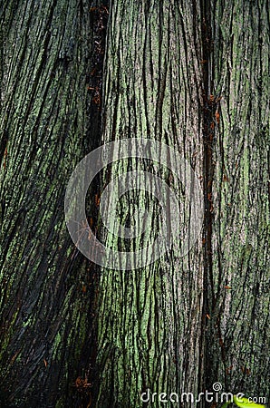 Green cloloured Treetrunk of a First Growth Douglas Fir Stock Photo