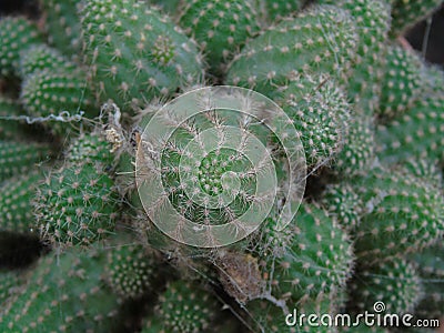 Green close-up of spiral cactus with thorns Stock Photo