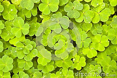 Green clover Stock Photo