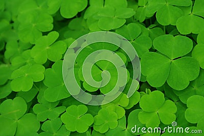Green clover. Stock Photo