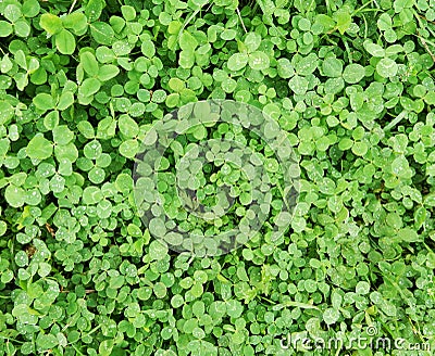 Green clover background (texture) Stock Photo