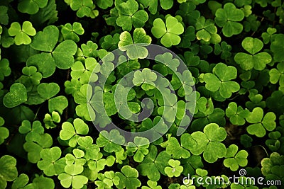 Green clover carpet background top down view Stock Photo