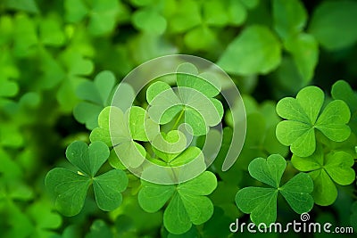 Green clover closeup Stock Photo