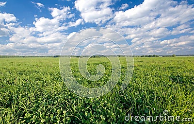 Green clover field Stock Photo