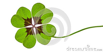 Green Clover with four Leafs Stock Photo