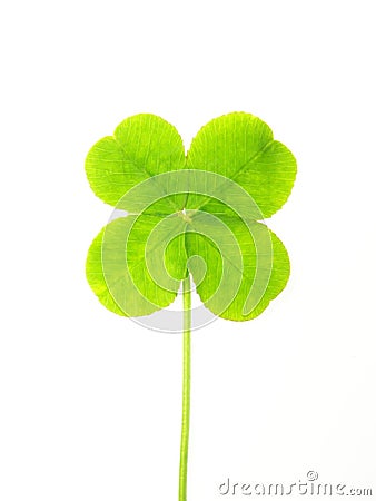 Green clover leaf Stock Photo