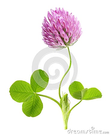 Green clover leaf and flower isolated Stock Photo