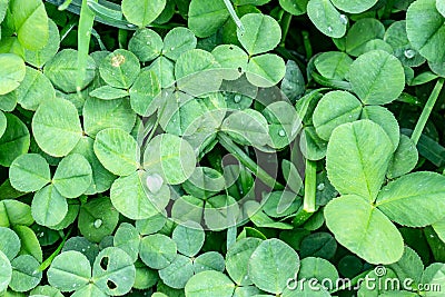Green clover leaves background, St. Patrick`s Day concept, floral texture Stock Photo