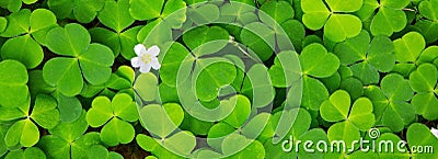 Green clover leaves background . Stock Photo