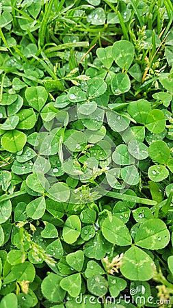 Green clover leaves in summer. Stock Photo