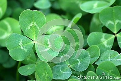 Green clover patch Stock Photo